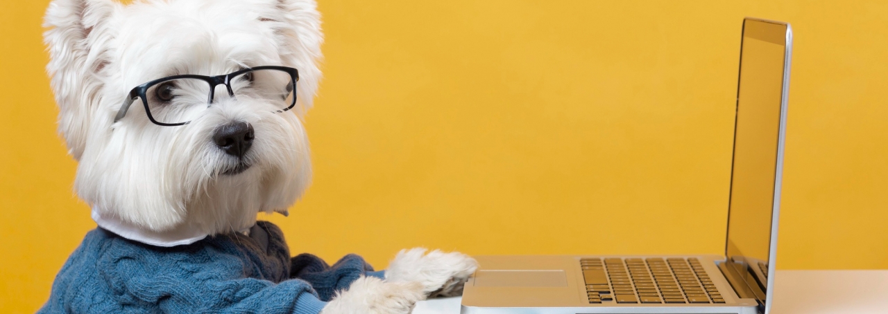 Imagem de um cachorro branco e peludo com óculos em frente um notebook